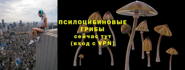 прущие грибы Армянск